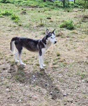 Luna braucht ein richtiges Zuhause Bild 3