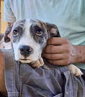 Len   sanfter Welpenjunge