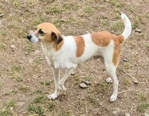 Mando sucht ein liebevolles Zuhause