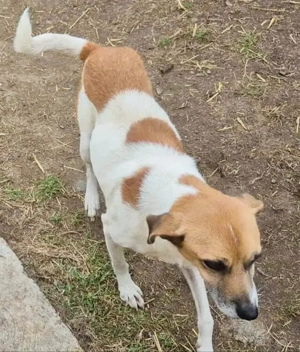 Mando sucht ein liebevolles Zuhause Bild 6