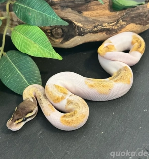 Königspython 0.1 ENZ25  #2 Pastel Mojave Piebald 
