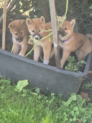 Shiba inu welpen 11 Wochen alt 