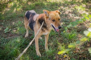 *WOODY* Der sehr liebe und soziale Rüde sucht ein etwas ruhigeres Zuhause