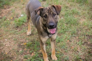 *DOBBY* Ich bin aktiv und verspielt, liebe die Menschen und bin sozial zu meinen Artgenossen