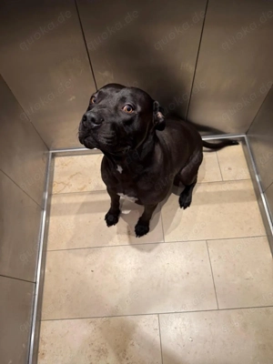 Deckrüde Bubi sucht passende Hündin