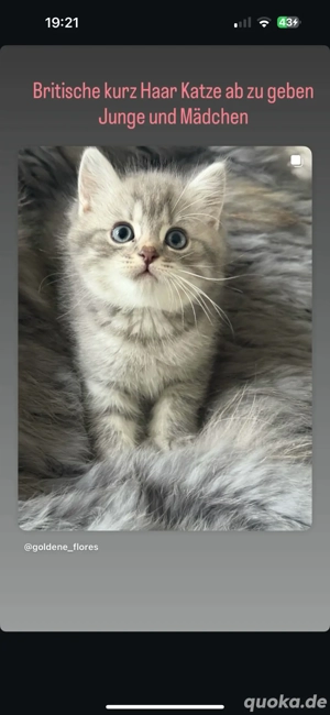 britische Kurzhaar kitten 