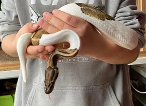 wunderschöne KÖPY   Königspython, weiß mit drei Smiley, Piebald, Mädchen (01) PLUS Terrarium