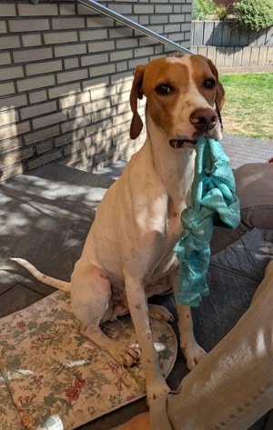 Pluto -  Pointer sucht ein aktives Zuhause