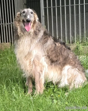 Russische Barsoi Rüde