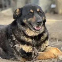 Nando M ca. 50 cm   der Aufmerksame