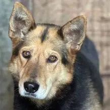 Dolina ca. 50 cm   schüchternes Fledermausohr