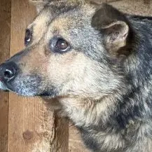 Oskar H ca. 40 cm   der Neugierige