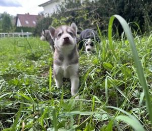 Sibirien Malamute Husky zum Verlieben, suchen ihr Traum Zuhause