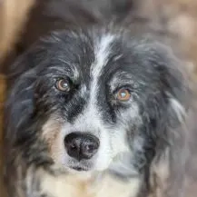 Freddy W ca. 53 cm   lernt zu vertrauen