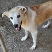 Piet K ca. 45 cm   der Unsichere