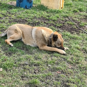 Schäferhund Mischling Hündin  Bild 2