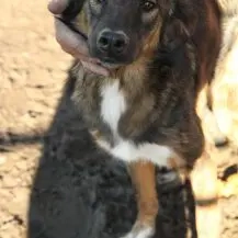 Nala R ca. 60 cm   die Ruhige Bild 2