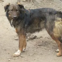 Nala R ca. 60 cm   die Ruhige Bild 3