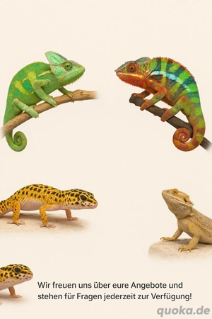 Reptilien-Abgabehilfe: Chamäleons, Geckos, Bartagamen & mehr"