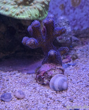 Meerwasser Korallenableger 