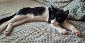 Snoopy   kleiner Abenteurer mit großem Spieltrieb sucht liebevolles Zuhause