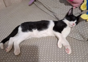 Snoopy   kleiner Abenteurer mit großem Spieltrieb sucht liebevolles Zuhause