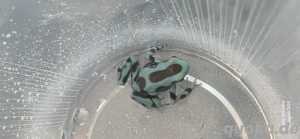 Dendrobates Auratus El Cope