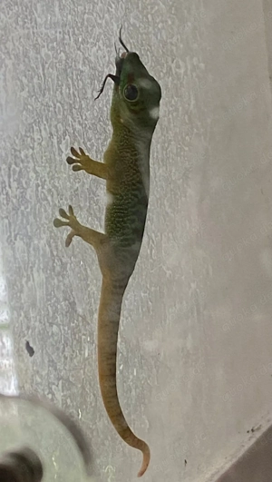 Madagaskar Taggecko Phelsuma Grandis