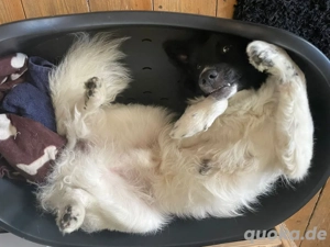 border-collie Mischling abzugeben 