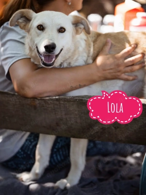Lola, liebe und hübsche Labrador   Mudi Mischlingshündin