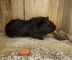 Meerschweinchen Gruppe Böckchen 3x und Gruppe Weibchen