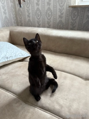 3 Monate alt in ausgezeichneter Gesundheit