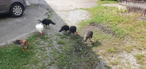 junge schwarze Puten  Bild 2