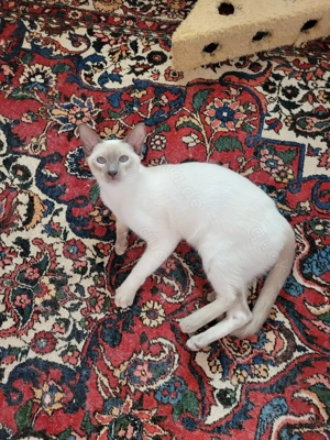 Siam lila-point, schoko-point kater  , 10 Monate alt