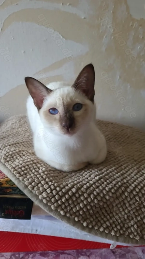 Siam lila-point, schoko-point katzen , 8 Monate alt