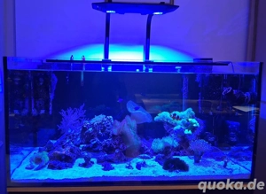 Aquarium Meerwasser Salzwasser