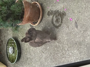 Kastriertes Zwergkaninchen 