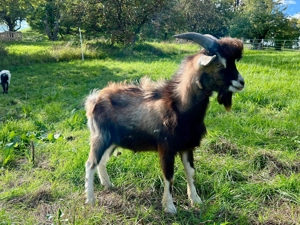 Ziegenbock kastriert