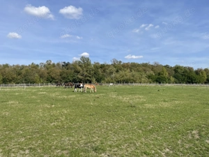 Freie Boxen mit täglichem ganztägigen Weide  Koppelgang  Bild 6