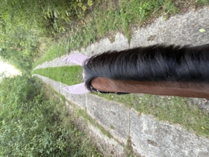 Freie Boxen mit täglichem ganztägigen Weide  Koppelgang  Bild 10