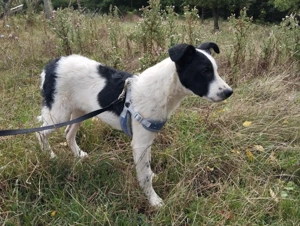 Border Collie Mix Rüde Welpe 7Mon Ausreise nach Adoption bundesweit 