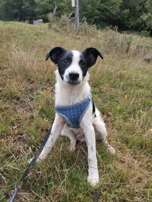 Border Collie Mix Rüde Welpe 6Mon Ausreise nach Adoption bundesweit 