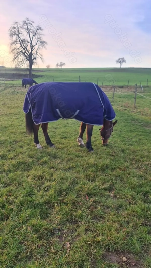 Bucas Pferdedecke zu verkaufen