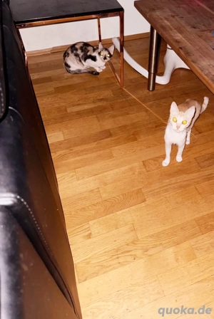 2 Junge Katzenmädchen(Chili und Cookie)suchen ein liebevolles Zuhause!!!