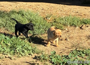 kräftige Labrador Welpen mit Ahnentafel 