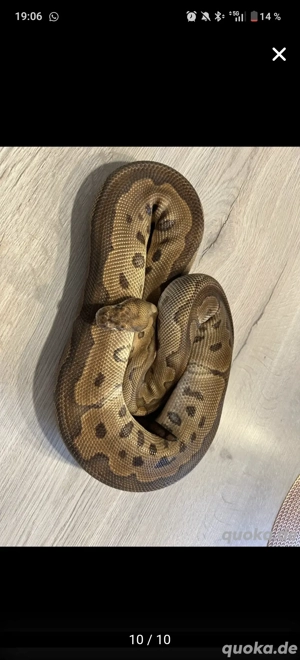 Königspython  python regius 