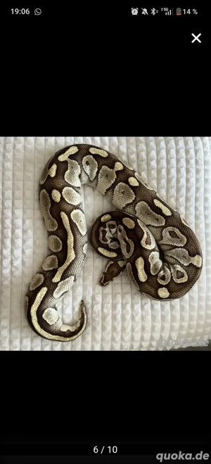 Königspython  python regius  Bild 2