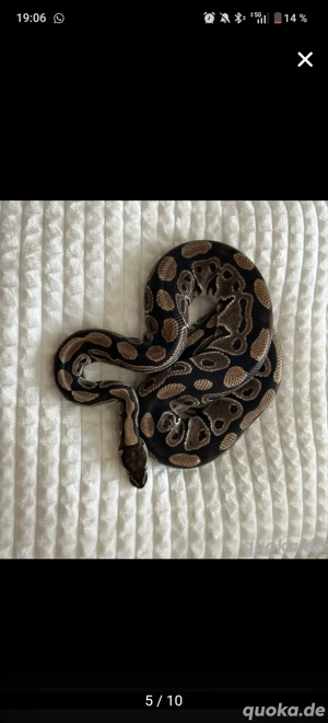 Königspython  python regius  Bild 3