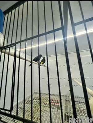 Eine paar Schwarzzeisig 2024 mit DAN 