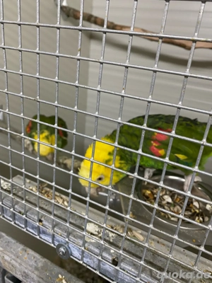 Doppelgelbkopfamazonen amazonen Zuchtpaar 8 jährig 